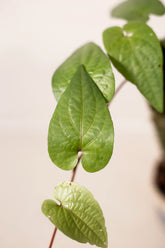 Piper cf. lessertianum
